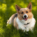 When should I put CBD oil on my dogs skin?