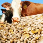 Комбикорм: основные плюсы и недостатки